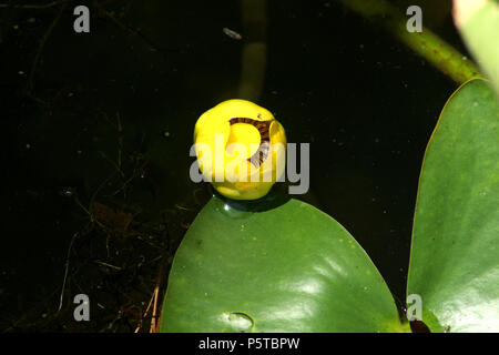 Kleine gelbe Teich Lily (Nuphar Pumila) Stockfoto