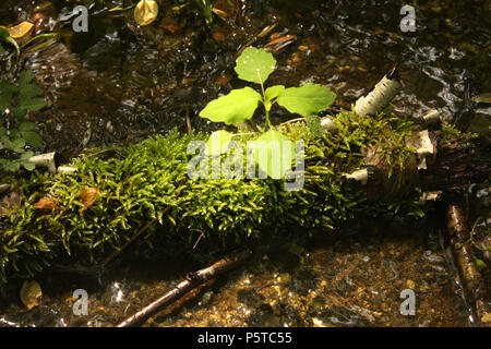 Schisandra album wächst durch das Wasser Stockfoto