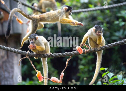 Totenkopfäffchen Abkühlen am ZSL London Zoo wie die Sommerhitze weiter. Stockfoto