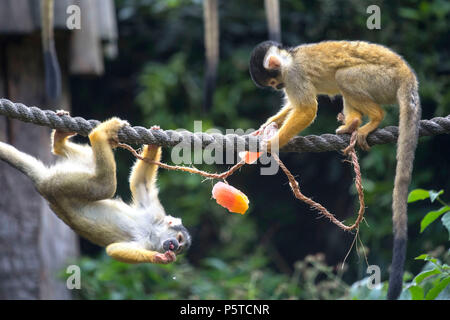 Zwei Totenkopfäffchen Abkühlen am ZSL London Zoo wie die Sommerhitze weiter. Stockfoto