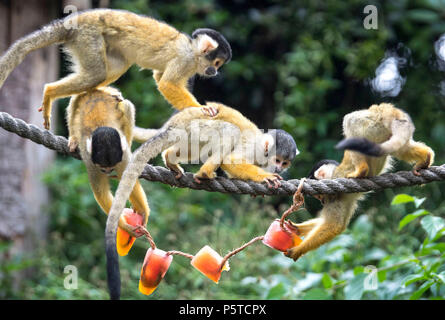 Totenkopfäffchen Abkühlen am ZSL London Zoo wie die Sommerhitze weiter. Stockfoto