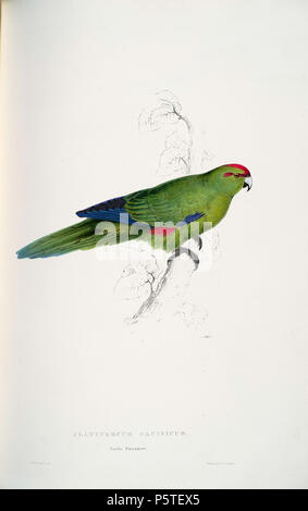 N/A. Cyanoramphus novaezelandiae Englisch: ein Bild von einer rot-gekrönten Parakeet (Original mit Untertiteln' Platycercus pacificus. Pacific Parrakeet.') von Edward Lear 1812-1888. 28 August 2008, 05:13:00 Uhr. Edward Lear (1812 - 1888) Alternative Namen Derry, Derry; Eduard Liri; Entouarnt Lar; Eduard Lir; Lear; Lear e Beschreibung englischer Künstler, Autor und Dichter Geburtsdatum / Tod 12. Mai 1812 vom 29. Januar 1888 Ort der Geburt / Todes Englisch: Holloway, London, England. Englisch: Sanremo, Italien. Kontrolle: Q 309759 VIAF: 36920855 ISNI: 0000 0001 21006493 ULAN: 500016261 79084245 LCCN: n Stockfoto