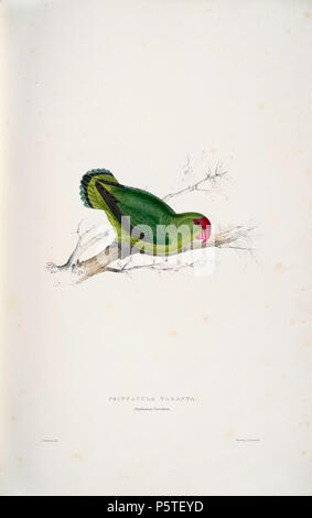 N/A. Agapornis taranta Englisch: ein Bild von einer männlich Black-winged Lovebird (auch als Abessinier Lovebird bekannt) (ursprünglich mit Untertiteln "Psittacula taranta. Abessinier parrakeet') von Edward Lear 1812-1888. 28 August 2008, 06:05:00. Edward Lear (1812 - 1888) Alternative Namen Derry, Derry; Eduard Liri; Entouarnt Lar; Eduard Lir; Lear; Lear e Beschreibung englischer Künstler, Autor und Dichter Geburtsdatum / Tod 12. Mai 1812 vom 29. Januar 1888 Ort der Geburt / Todes Englisch: Holloway, London, England. Englisch: Sanremo, Italien. Kontrolle: Q 309759 VIAF: 36920855 ISNI: 0000 0001 21006493 Stockfoto