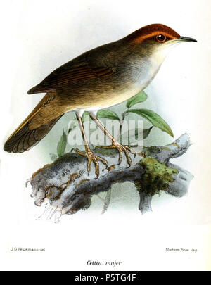 N/A. Cettia major, Kastanie - gekrönte Bush-grasmücke. 1881. John gerrard Keulemans (1842-1912) Alternative Namen Johannes Gerardus Keulemans; J. G. Keulemans Beschreibung niederländische Ornithologe und Künstler Geburtsdatum / Tod vom 8. Juni 1842 29. Dezember 1912 Ort der Geburt / Tod Rotterdam London Authority control: Q 1335286 VIAF: 42113661 ISNI: 0000 0000 6313 981 X ULAN: 500041975 98083374 LCCN: keine NLA: 35268760 WorldCat 287 CettiaMajorKeulemans Stockfoto