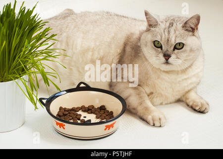 Big lazy übergewichtige Katze liegend mit einer großen Schüssel von trockenen Lebensmitteln und Gras für Katzen Stockfoto