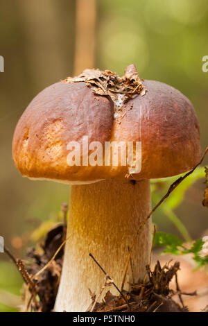 Wald Boletus edulis essbare Pilze im Wald in der Nähe von Stockfoto