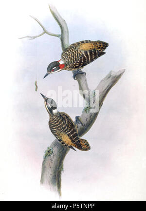 N/A. Dendrocopos temminckii. John Gould (1804 - 1881) Alternative Namen Gould Beschreibung britischer Zoologe Geburtsdatum / Tod 14. September 1804 vom 2. März 1881 Ort der Geburt / Todes Lyme Regis London Authority control: Q 313787 VIAF: 29597222 ISNI: 0000 0001 2125 9888 ULAN: 500006638 79100355 LCCN: n NLA: 35137514 WorldCat 435 Dendrocopos temminckii von John Gould Stockfoto