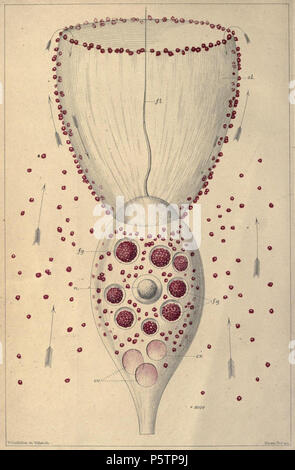 N/A. Englisch: Die Fütterung der Mechanismus des choanoflagellate Monosiga Saville-Kent griech. Durch Verwendung von Carmine Partikel (Kent 1880-1882. Zwischen 1880 und 1882 offenbarte. William Saville-Kent (1845-1908) 339 Choanoflagellata Kent Stockfoto