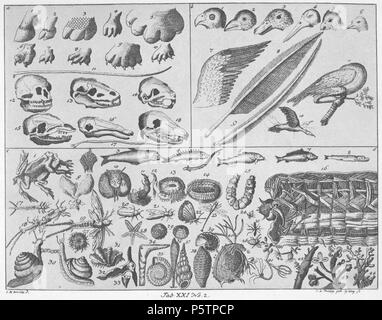 N/A. Registerkarte. XXI. Nr.2. Zur Kenntnis der Tiere. a) Füße mit Hufen und mit Zehen von Vierfüßigen: 1 - 9. Ein Fuß mit Schwimmhaut 10. Ein Haar 11; entfleischte Köpfe, wegen des Unterschiedes der Zähne 12, 16 und 18; die Zunge 17 von dem zahnlosen Ameisenbär. - B) die Köpfe der Vögel, sterben Menschen / Human Schnäbeln einteilt 1 - 6. Ein Flügel 7, eine Feder 8 und vergrößert vorgestelltes Fäserchen derselben 9. Ein schlafender Vogel auf einem Baum 11. Ein herunterfliegender Vogel 10, und Sterben durch Punkte bezeichnete Lage des hinauffliegenden. - C) Zwei sich befruchtende Frösche 1; ferner sterben Sc Stockfoto