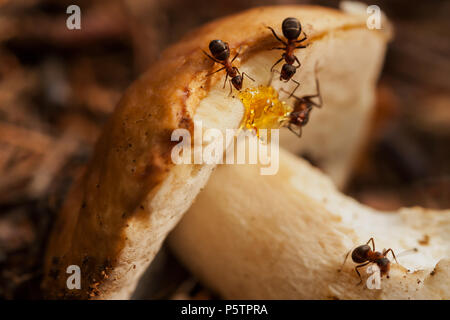 Fleißige Ameisen arbeiten mit Pilz. Teamarbeit Stockfoto