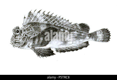 N/A. Die Namen der Arten/Identität notwendig. Die ursprüngliche Platten zeigten die Fische nach rechts und hier gedreht wurden. Choridactylus multibarbis. 1878. George Henry Ford (1808 - 1876) Alternative Namen G. H. Ford Beschreibung Künstler Datum der Geburt / Tod 20. Mai 1808 1876 Ort der Geburt / Todes Cape Colony London Authority control: Q VIAF: 317102730 17105498 LCCN: n 2015185868 WorldCat 342 Choridactylus multibarbis Ford 39 Stockfoto