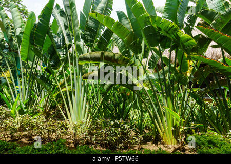 Ravenala Palm als auch Reisende Baum, das Symbol von Madagaskar. Schönen Zweigen der Palme im Garten. Ravenala madagascariensis Stockfoto