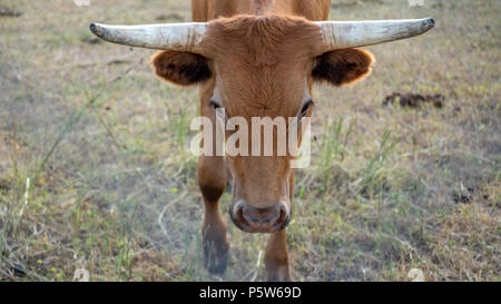 Nahaufnahme von Longhorn Kopf durch Zaun Stockfoto