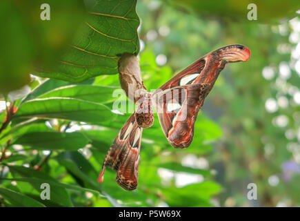 Seitenansicht eines Atlas moth sitzen auf dem Kokon unter ein Blatt. Er ist der Schmetterling mit dem größten Tragfläche in der Welt Stockfoto