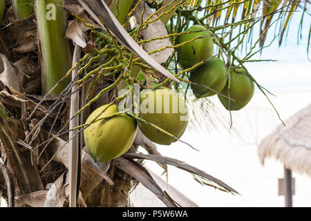 Coconut Cluster auf die Palme. Stockfoto