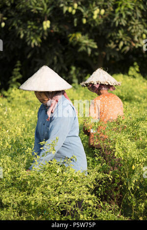 Die lokale Bevölkerung in konischer Hüte Kommissionierung chili Pfeffer in ein Feld in Kambodscha Stockfoto