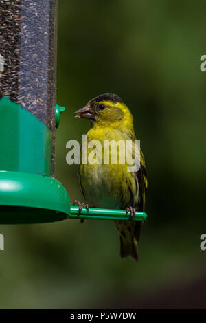 Siskin. Carduelis spinus. Einzelne männliche auf Saatgut Einzug. Powys. Wales Stockfoto