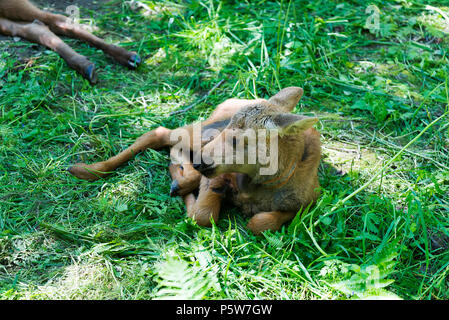 Ein kleines Kalb im Gras in der Reserve liegen. Stadt Kostroma Juni 11, 2018. Stockfoto