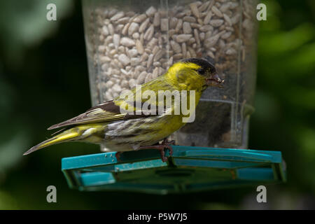 Siskin. Carduelis spinus. Einzelne männliche auf Saatgut Einzug. Powys. Wales Stockfoto