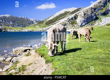 Lagos de Covadonga in Asturien. Stockfoto