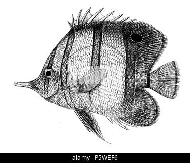 N/A. Die Namen der Arten/Identität notwendig. Die ursprüngliche Platten zeigten die Fische nach rechts und hier gedreht wurden. Rostratus Chelmo. 1878. George Henry Ford (1808 - 1876) Alternative Namen G. H. Ford Beschreibung Künstler Datum der Geburt / Tod 20. Mai 1808 1876 Ort der Geburt / Todes Cape Colony London Authority control: Q VIAF: 317102730 17105498 LCCN: n 2015185868 WorldCat 336 Chelmo rostratus Ford 28. Stockfoto