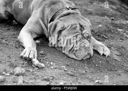 Großer Hund legt sich auf den Boden Stockfoto