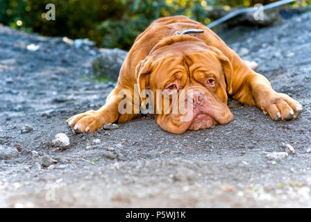 Großer Hund legt sich auf den Boden Stockfoto