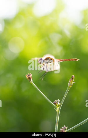 Dragonfly (Sympetrum fonscolombii) fliegen auf einer Anlage Stockfoto