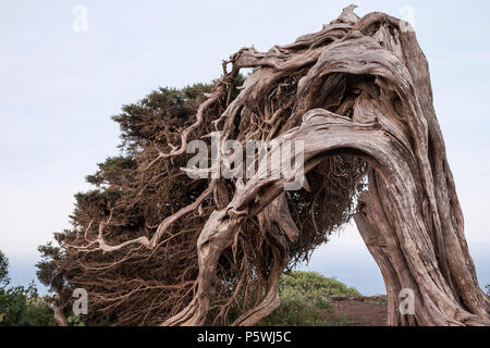 Der Wind verdreht Juniperus turbinata ssp. Canariensis (lokaler Name, Sabina Canaria) bei El Sabinar auf der Insel El Hierro auf den Kanarischen Inseln, Spanien Stockfoto