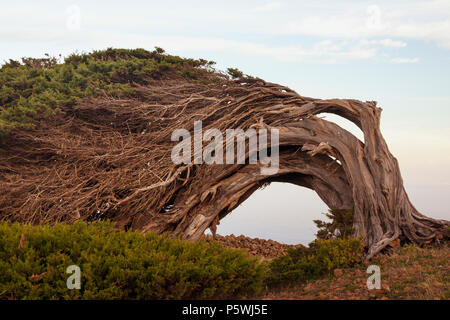 Der Wind verdreht Juniperus turbinata ssp. Canariensis (lokaler Name, Sabina Canaria) bei El Sabinar auf der Insel El Hierro auf den Kanarischen Inseln, Spanien Stockfoto