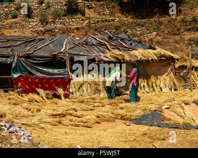 Indischer womans auf Weizen Ernte bei Kundal Dorf arbeiten an der Nandhour Tal, Kumaon Hügel, Uttarakhand, Indien Stockfoto