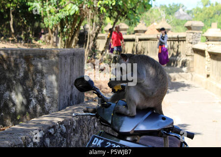 Die Affen und Kleinkinder hängen um Pura Uluwatu. Berüchtigt für Rucken waren Touristen. In Bali, Juli 2018 berücksichtigt. Stockfoto