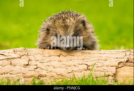 Igel, wilder, einheimischer Igel im Garten, der über einen Baumstamm guckt. Aus Gartenhäuten genommen, um Gesundheit und Bevölkerung dieses rückläufigen Säugetieres zu überwachen Stockfoto