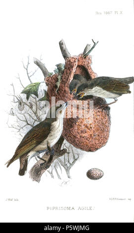 N/A. Englisch: "Piprisoma agile" = Hippolais agile (Thick-billed Flowerpecker) - im Nest Français: "Piprisoma agile" = Hippolais agile (Dicée à Bec épais) - Au Nid. 1867. Joseph Wolf (1820-1899) Alternative Namen Matthias Wolf; Joseph Wolff; Josef Wolf, Matthias Wolff Beschreibung deutsche Künstler Datum der Geburt / Tod 21. Januar 1820 20. April 1899 Ort der Geburt / Todes Mörz, Deutschland in London arbeiten Standort London Authority control: Q 1708274 VIAF: 54950825 ISNI: 0000 0000 8384 0531 ULAN: 500006240 80006277 LCCN: n NLA: 36115701 WorldCat 447 DicaeumAgileWolf Stockfoto