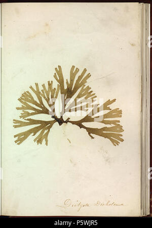 Album de plantes Marines naturelles. Français: Dictyota dichotoma (Hudson) J. V. Lamouroux Français: Les Algues sind incrustées dans le Papier et collées sur les feuilles par un procédé de séchage et Pression dans un emboitage de maroquin Rouge avec encadrement wichtige Le Titre au Plat supérieur et "Plantes marines" au Dos. Les noms scientifiques des algues sind manuscrits Sur Les Planches. Anonym (Autor) 451 Dictyota dichotoma Stockfoto