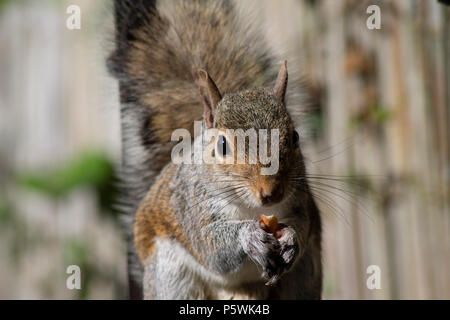 Eichhörnchen essen Erdnüsse Stockfoto