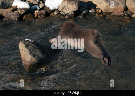 Japanischen makaken oder Schnee japanischen Affen (Macaca fuscata) Springen den Fluss, Japan Stockfoto