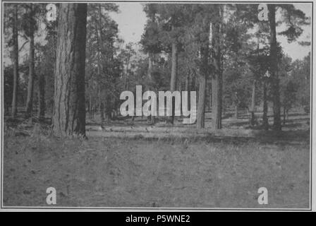 N/A. Englisch: Platte 1B. - Ponderosa Pine Wald von Northern Arizona. 1919. Andrew Ellicott Douglass 353 klimatischen Zyklen und Tree-Growth Platte 1 B Stockfoto