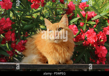 Halb longhaird Hauskatze, angora Mix, der lag auf einem Tisch vor blühenden Oleander Stockfoto