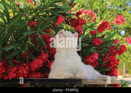 Weiße Katze lag auf einem Tisch vor blühenden Oleander Stockfoto