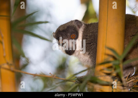 Mongoose lemur, Madagaskar Stockfoto