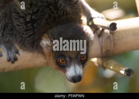 Mongoose lemur, Madagaskar Stockfoto