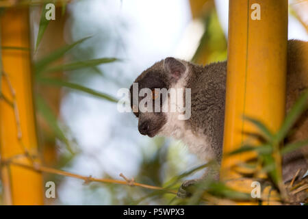 Mongoose lemur, Madagaskar Stockfoto