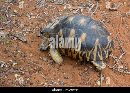 Ausgestorbene Schildkröte, Madagaskar Stockfoto