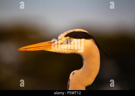 Close up Kopfschuss der Graureiher Ardea cinerea im sanften Abendlicht Stockfoto