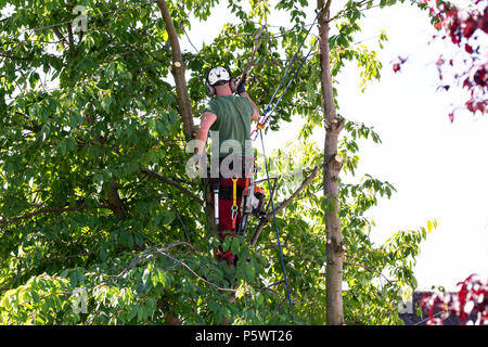 Baum Chirurg in den Prozess der Holzeinschlag einen großen Baum und geprüfte Sicherheitsvorrichtungen Stockfoto