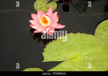 Star Lotus Blüte / Nymphaea nouchali Stockfoto