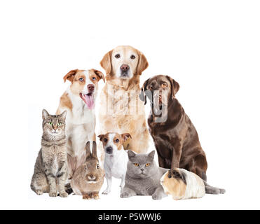 Verschiedene Hunde und andere Haustiere sitzen vor weißem Hintergrund Stockfoto