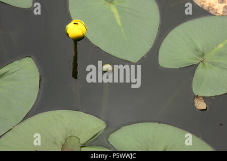 Kleine gelbe Teich Lily (Nuphar Pumila) Stockfoto