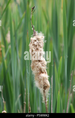 Getrocknete cattail mit flauschigen Samen verbreiten Stockfoto